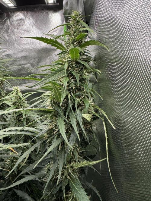 Kryptonite Summer Organic Grow. Week 12
