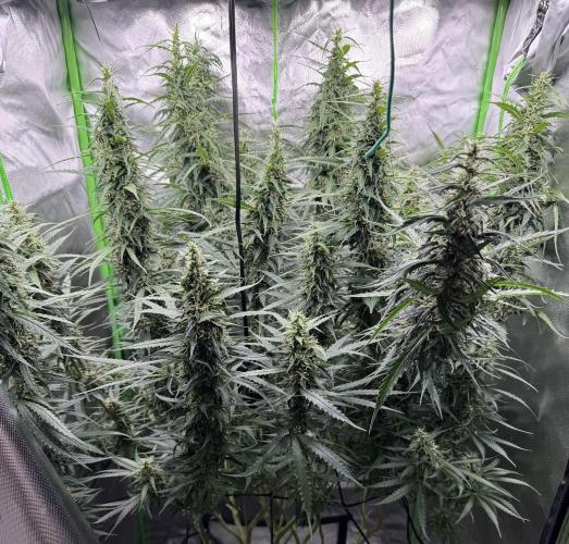 Kryptonite. Week 12