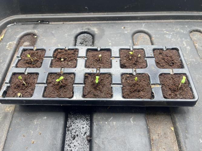 Amnesia 11092025. Week 0