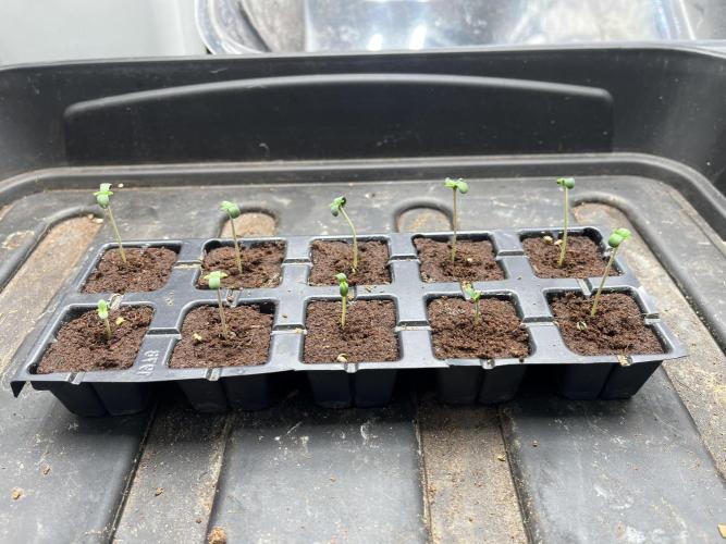 Amnesia 11092025. Week 0