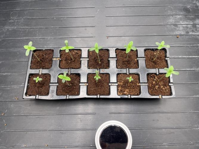 Amnesia 11092025. Week 0