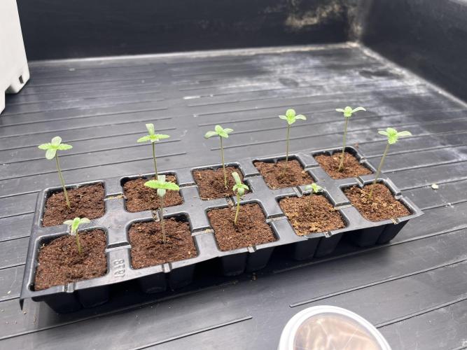 Amnesia 11092025. Week 0