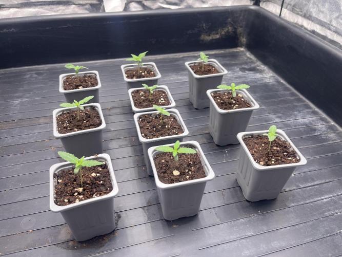 Amnesia 11092025. Week 1