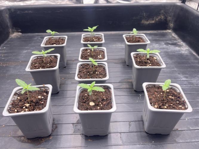 Amnesia 11092025. Week 1