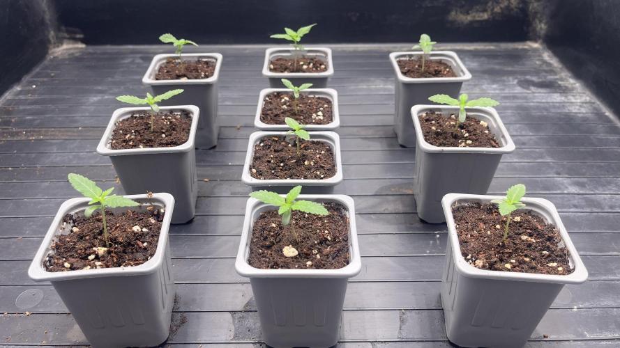 Amnesia 11092025. Week 1