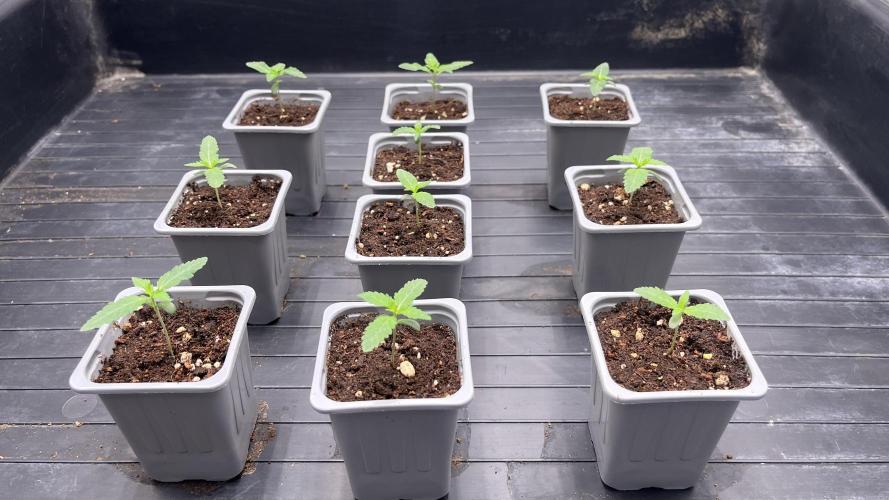 Amnesia 11092025. Week 1