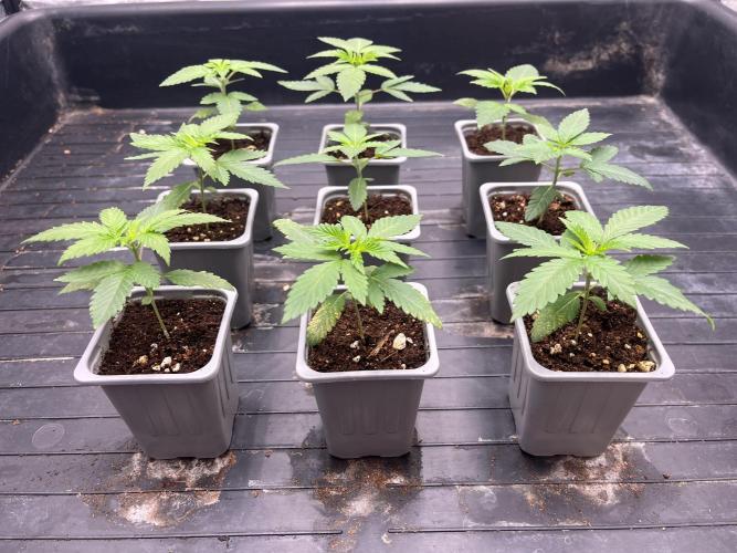 Amnesia 11092025. Week 2