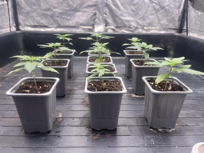 Amnesia 11092025. Week 2