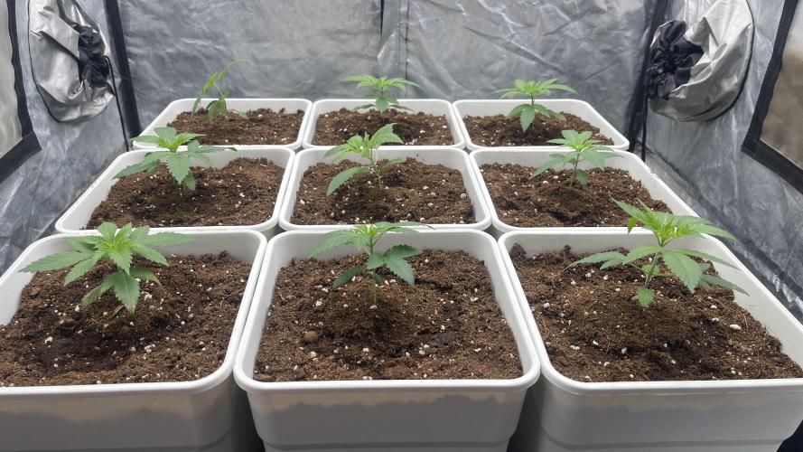 Amnesia 11092025. Week 3