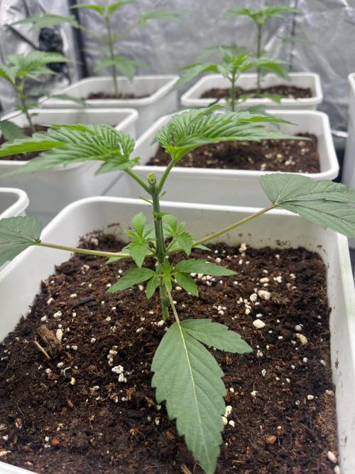 Amnesia 11092025. Week 3