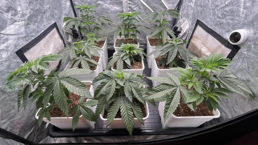 Amnesia 11092025. Week 4