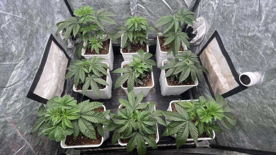 Amnesia 11092025. Week 4