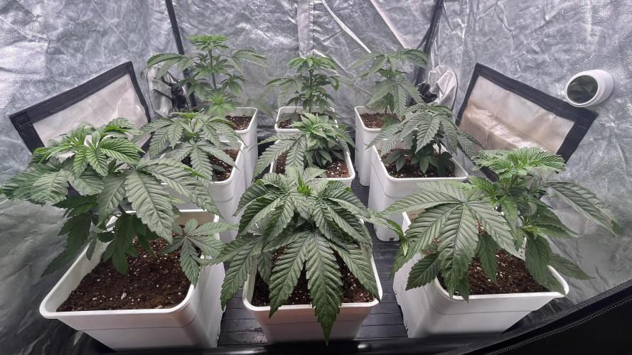 Amnesia 11092025. Week 4