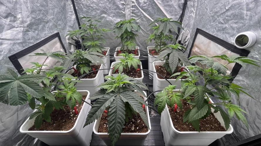 Amnesia 11092025. Week 5