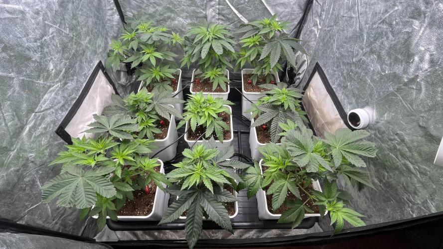 Amnesia 11092025. Week 5