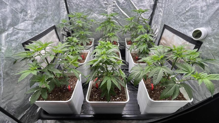 Amnesia 11092025. Week 5