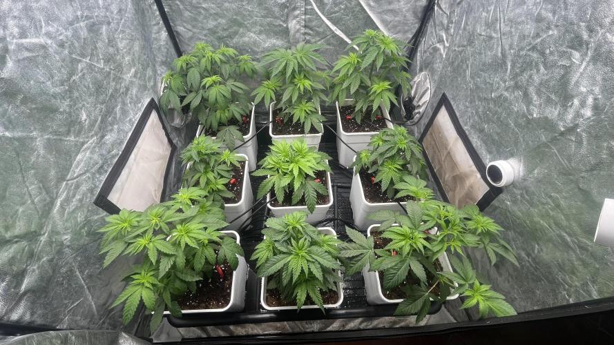 Amnesia 11092025. Week 5