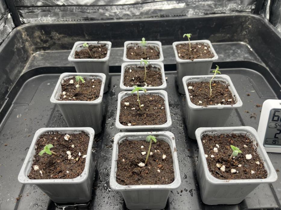 Amnesia 29102025. Week 0