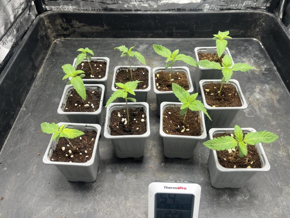 Amnesia 29102025. Week 2