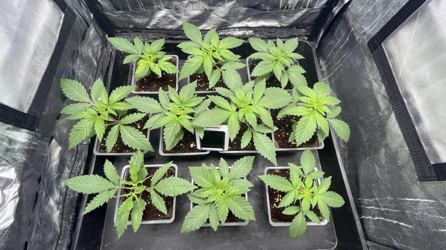 Amnesia 29102025. Week 3