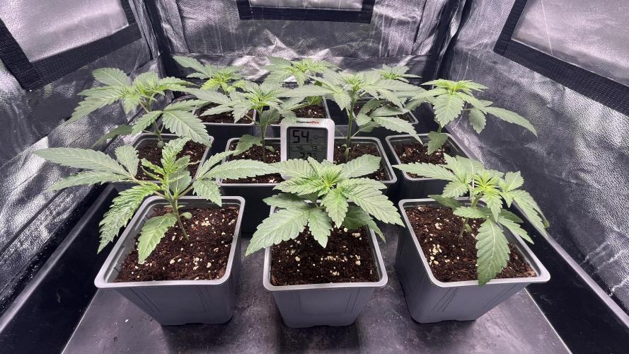 Amnesia 29102025. Week 3