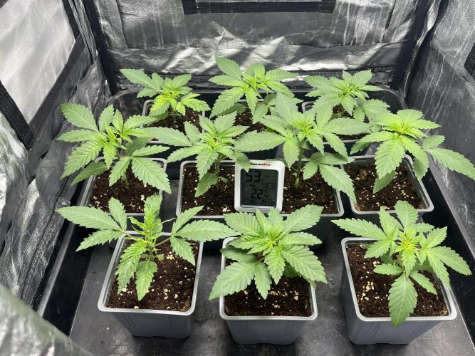 Amnesia 29102025. Week 3