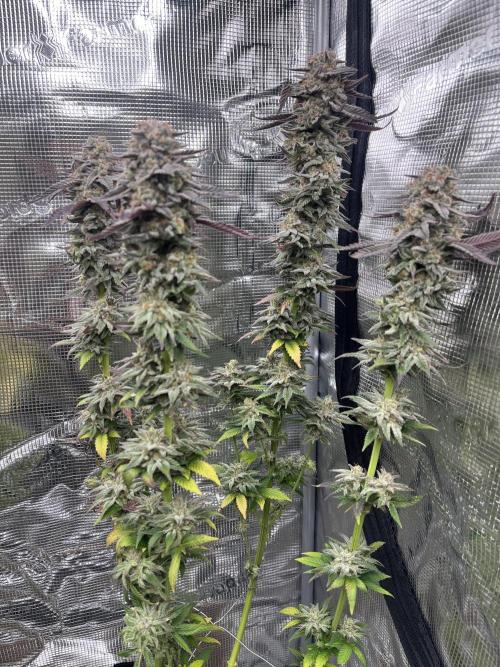 Amnesia #2. Week 17