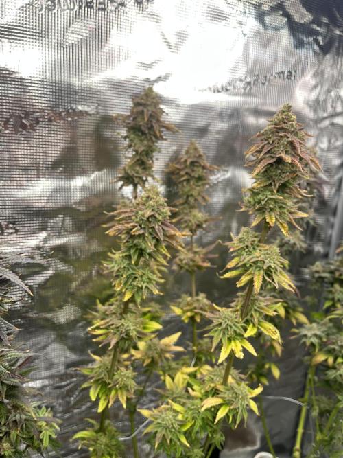 Amnesia #2. Week 17