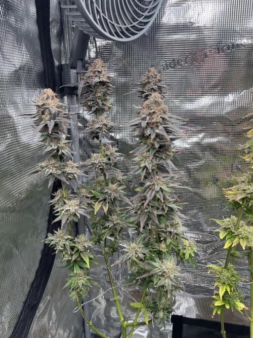 Amnesia #2. Week 17