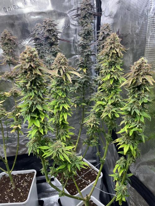Amnesia #2. Week 17