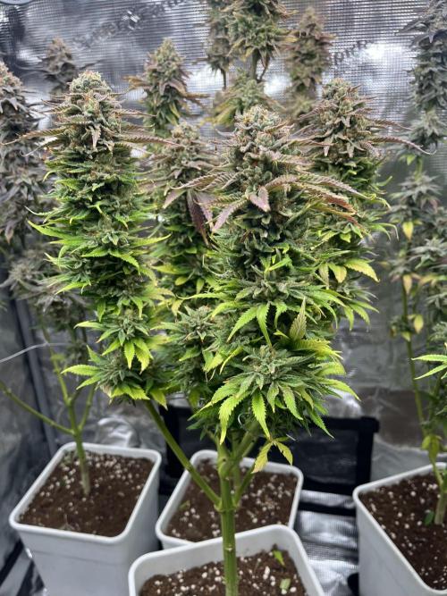 Amnesia #2. Week 17