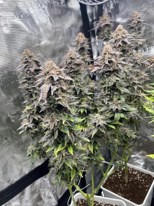 Amnesia #2. Week 17