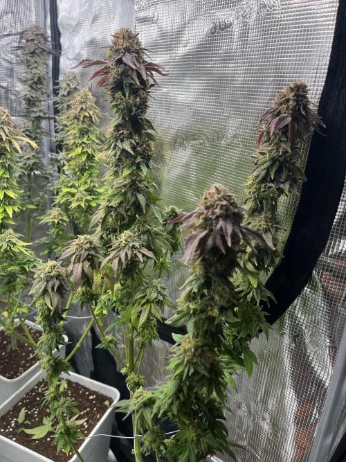 Amnesia #2. Week 17