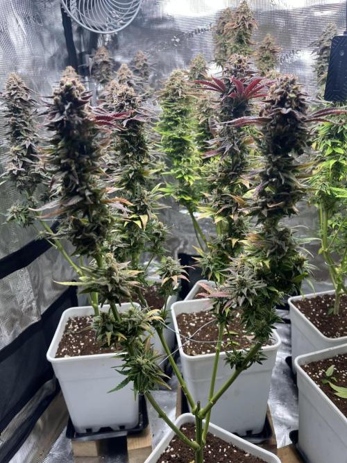 Amnesia #2. Week 17