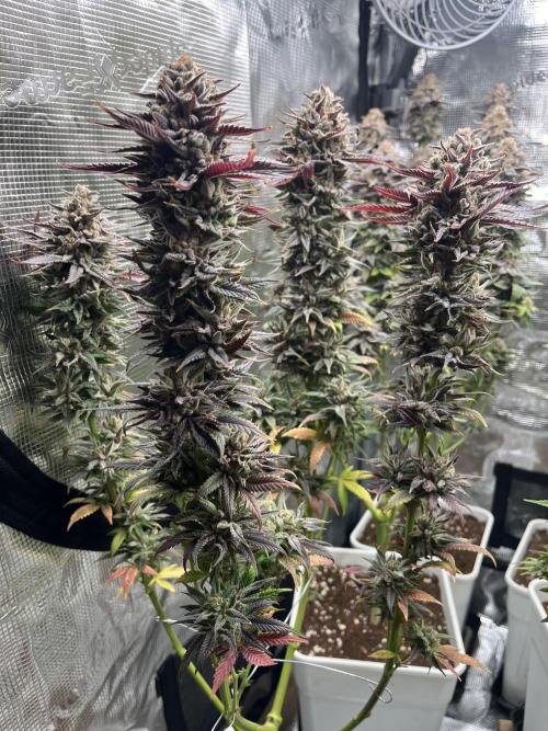 Amnesia #2. Week 17