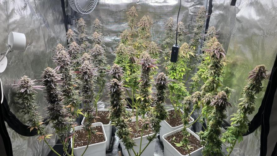 Amnesia #2. Week 17