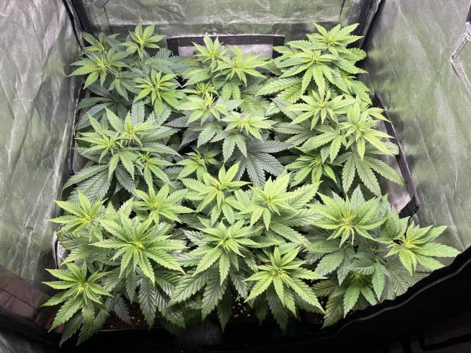 Gelato 33. Week 7