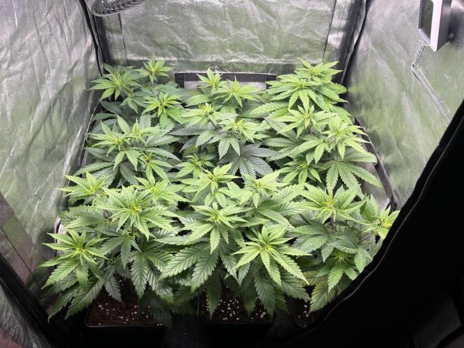 Gelato 33. Week 7