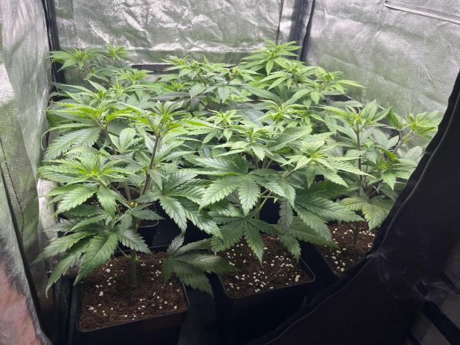 Gelato 33. Week 7