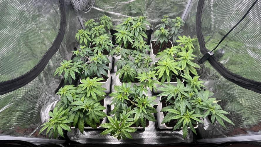 Gelato 33. Week 8