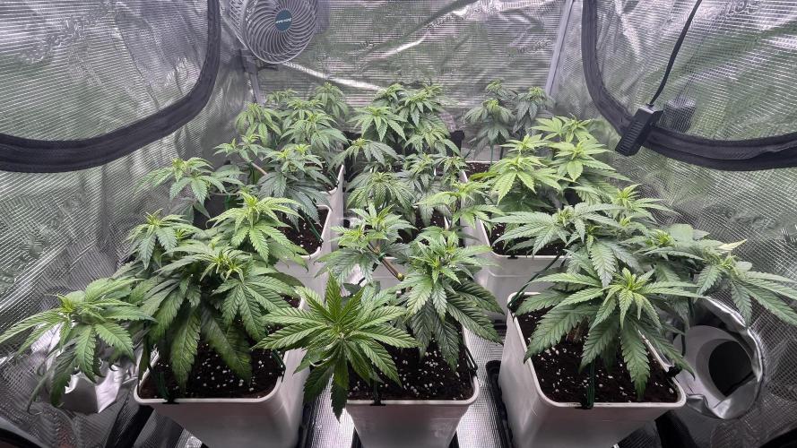 Gelato 33. Week 8