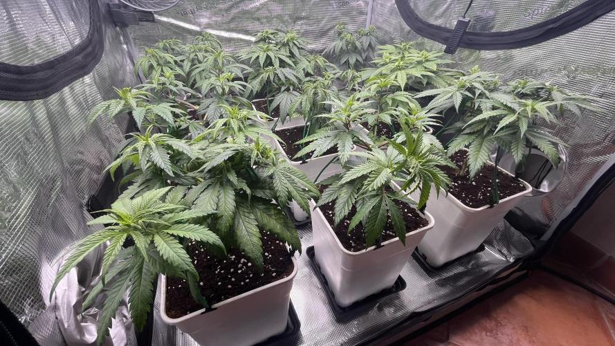Gelato 33. Week 8