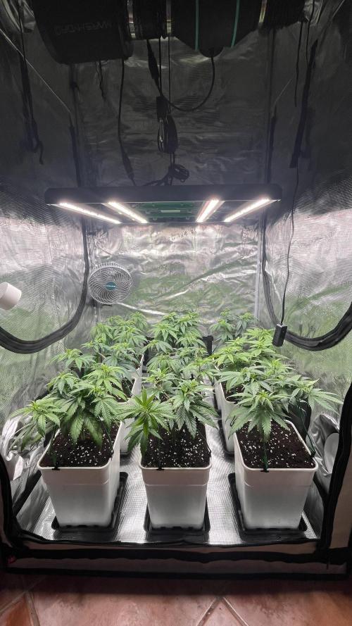 Gelato 33. Week 8