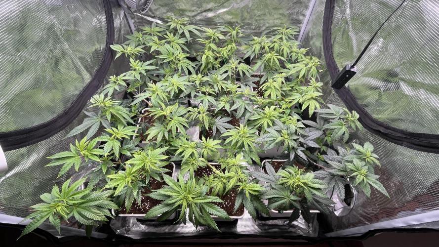 Gelato 33. Week 9