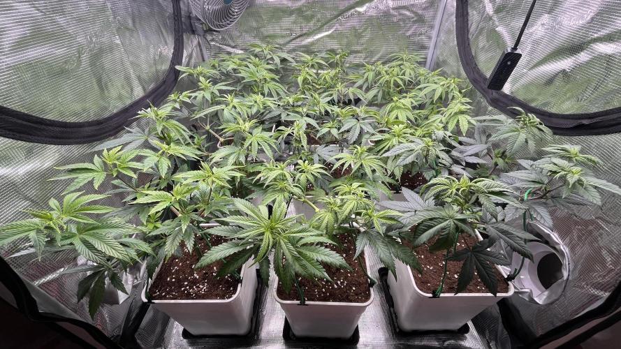 Gelato 33. Week 9