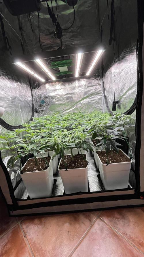 Gelato 33. Week 9