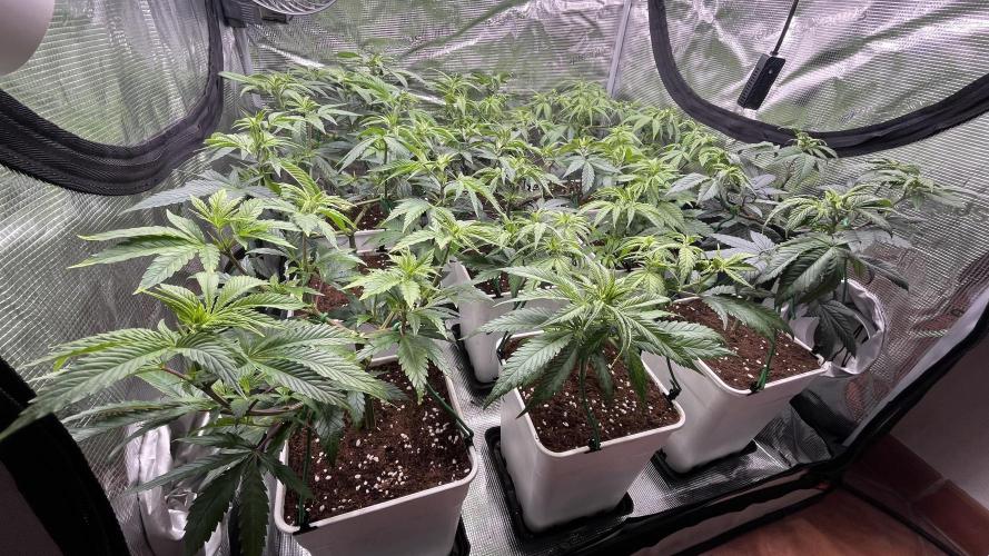 Gelato 33. Week 9