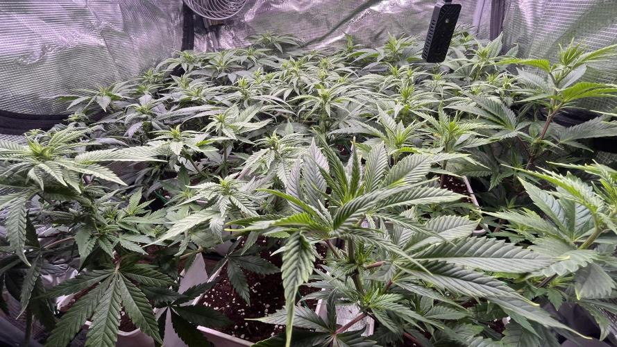 Gelato 33. Week 10