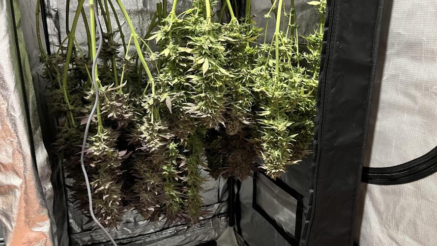 Amnesia #2. Week 18