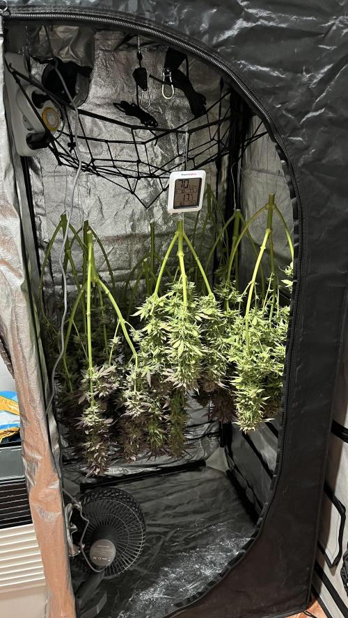 Amnesia #2. Week 18
